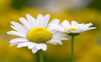 Đức trân trọng hiếu sinh